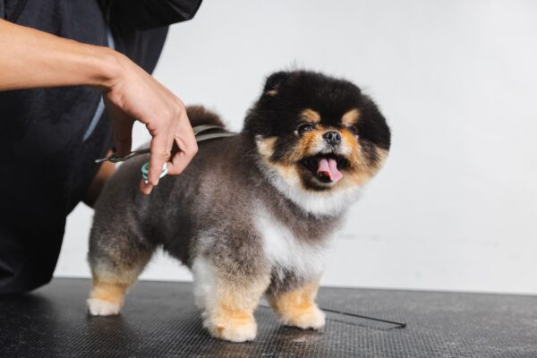 Dog Grooming
