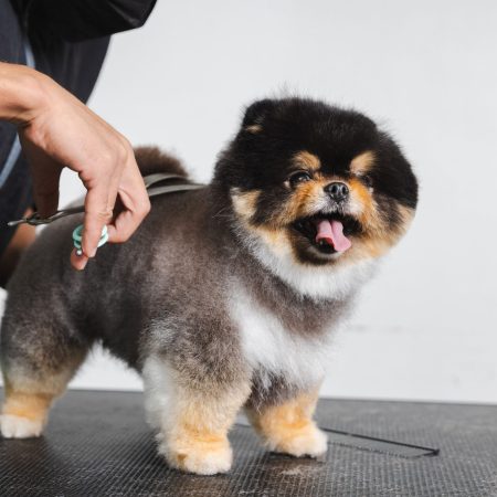 dog-gets-hair-cut-at-pet-spa-grooming-salon-the-do-2023-11-27-05-08-08-utc