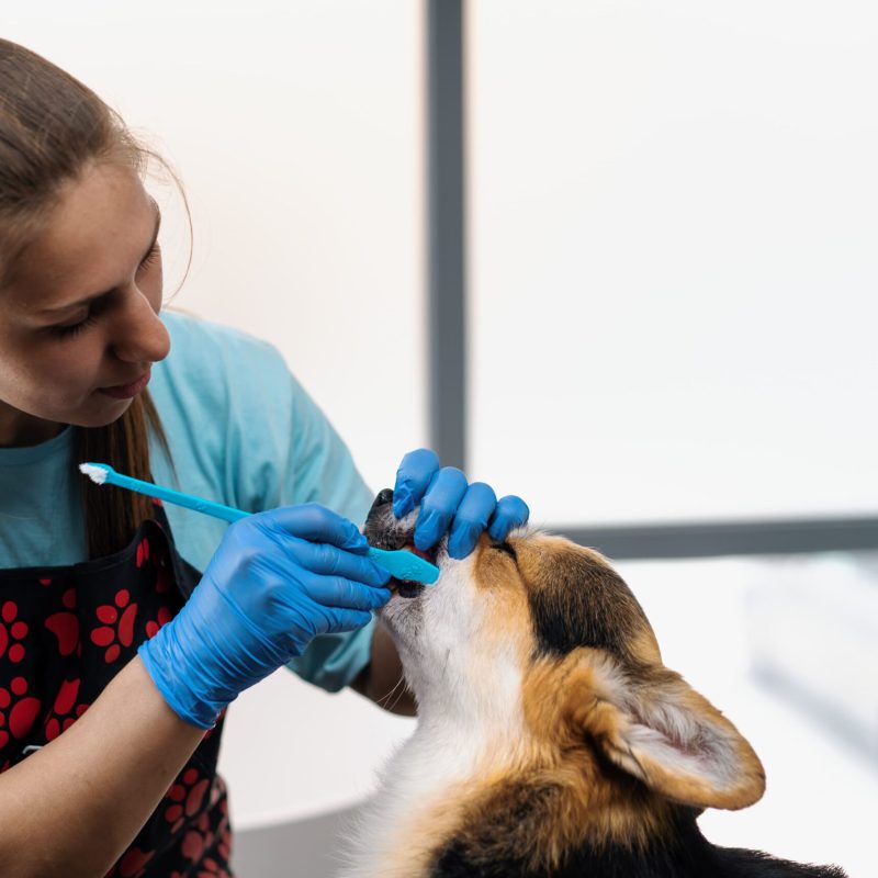 Dental cleaning dog florida