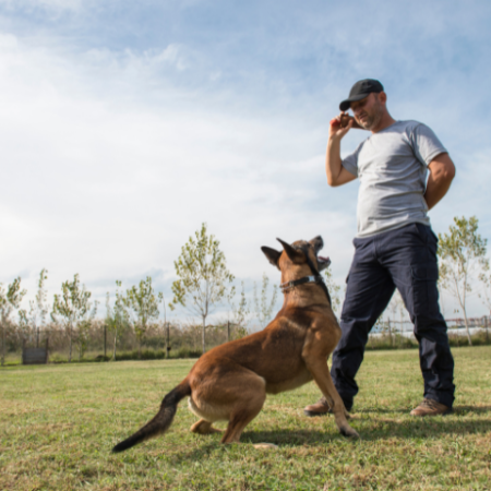 Dog training Florida